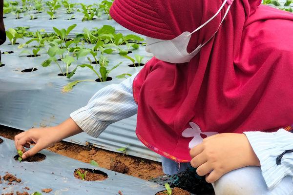 Terapi Hortikultura